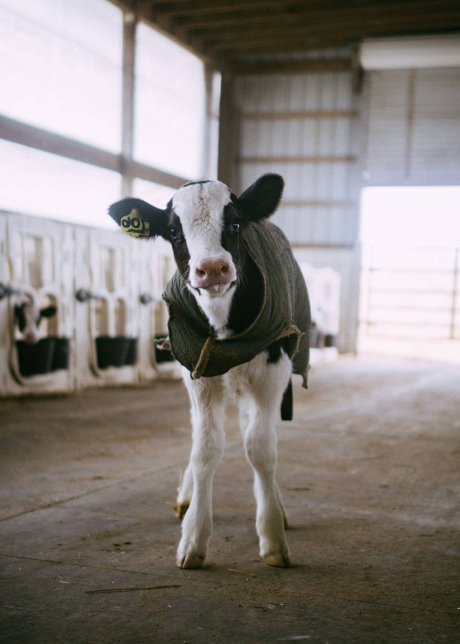 Cows, Field, Livestock, Agriculture, Rural, Farm, Pasture, Landscape, Nature, Countryside, Meadow, Animals, Domestic, Greenery, Herd, Mammals, Outdoors, Agriculture Industry, Peaceful, Scenic, Tranquil, Beautiful, Serene, Natural, Farming, Animal Husbandry, Rural Life, Idyllic, Pastoral, dairy cow breeds, dairy cow, 