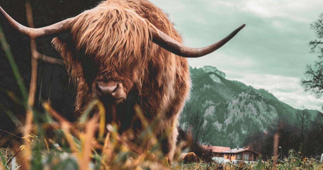 Vacas, Campo, Agricultura, Rural, Granja, Pasto, Paisaje, Naturaleza, Prado, Animales, Nacionales, Verdor, Manada, Mamíferos, Al aire libre, Industria agrícola, Pacífico, Escénico, Tranquilo, Hermosa, Sereno, Natural, Agricultura , Ganadería, Vida Rural, Idílico, Pastoral, 