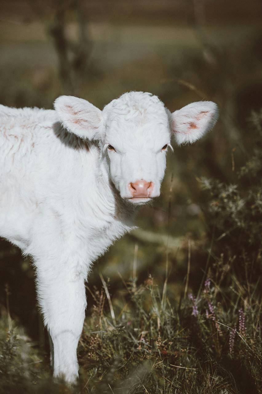 Vacas, Campo, Agricultura, Rural, Granja, Pasto, Paisaje, Naturaleza, Prado, Animales, Nacionales, Verdor, Manada, Mamíferos, Al aire libre, Industria agrícola, Pacífico, Escénico, Tranquilo, Hermosa, Sereno, Natural, Agricultura , Ganadería, Vida Rural, Idílico, Pastoral, ternero, blanco, 