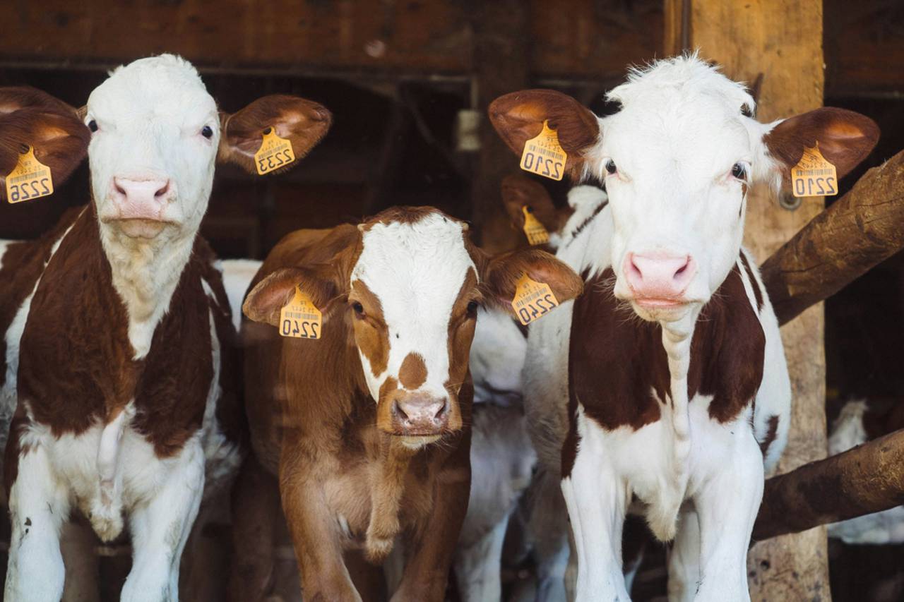 Vacas, Campo, Agricultura, Rural, Granja, Pasto, Paisaje, Naturaleza, Prado, Animales, Nacionales, Verdor, Manada, Mamíferos, Al aire libre, Industria agrícola, Pacífico, Escénico, Tranquilo, Hermosa, Sereno, Natural, Agricultura , Ganadería, Vida Rural, Idílico, Pastoral, Ternero, 