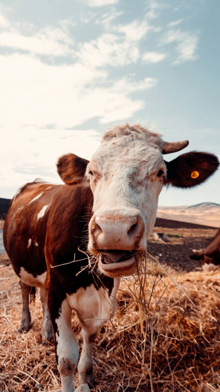 Vacas, Campo, Agricultura, Rural, Granja, Pasto, Paisaje, Naturaleza, Prado, Animales, Nacionales, Verdor, Manada, Mamíferos, Al aire libre, Industria agrícola, Pacífico, Escénico, Tranquilo, Hermosa, Sereno, Natural, Agricultura , Ganadería, Vida Rural, Idílico, Pastoral, comer, 