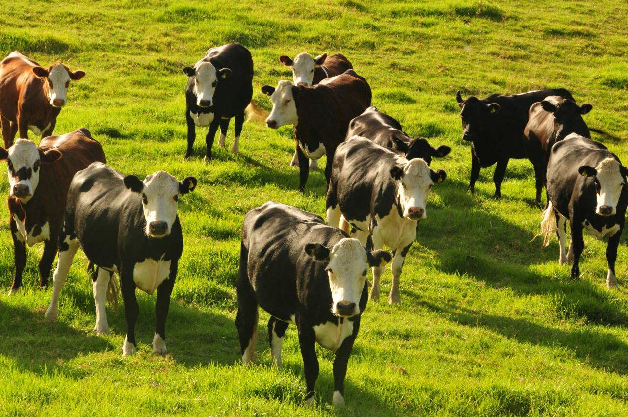 Cows, Field, Livestock, Agriculture, Rural, Farm, Pasture, Landscape, Nature, Countryside, Meadow, Animals, Domestic, Greenery, Herd, Mammals, Outdoors, Agriculture Industry, Peaceful, Scenic, Tranquil, Beautiful, Serene, Natural, Farming, Animal Husbandry, Rural Life, Idyllic, Pastoral, dairy cow breeds, dairy cow, 
