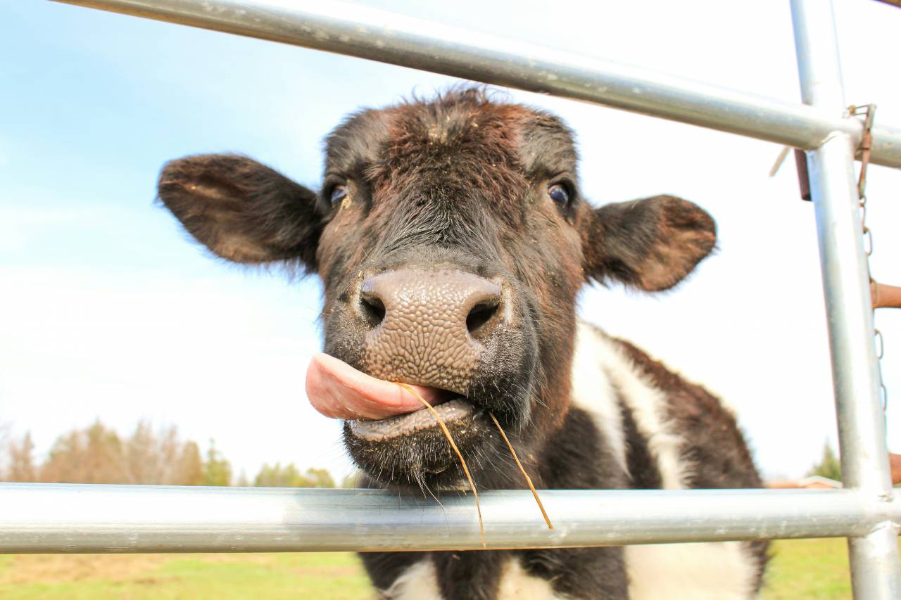Vacas, Campo, Agricultura, Rural, Granja, Pasto, Paisaje, Naturaleza, Prado, Animales, Nacionales, Verdor, Manada, Mamíferos, Al aire libre, Industria agrícola, Pacífico, Escénico, Tranquilo, Hermosa, Sereno, Natural, Agricultura , Ganadería, Vida Rural, Idílica, Pastoral, lengua, 