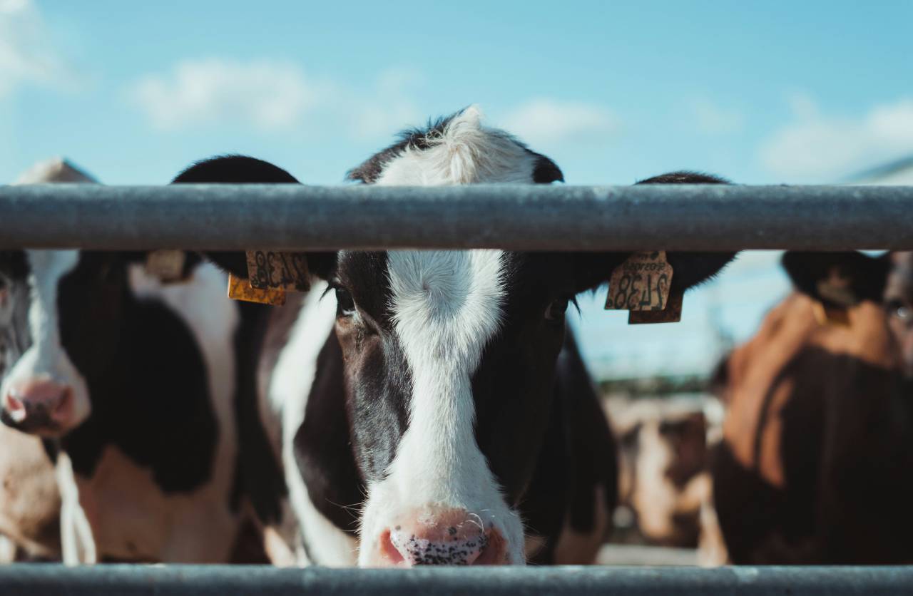 Cows, Field, Livestock, Agriculture, Rural, Farm, Pasture, Landscape, Nature, Countryside, Meadow, Animals, Domestic, Greenery, Herd, Mammals, Outdoors, Agriculture Industry, Peaceful, Scenic, Tranquil, Beautiful, Serene, Natural, Farming, Animal Husbandry, Rural Life, Idyllic, Pastoral, dairy cow breeds, dairy cow, 