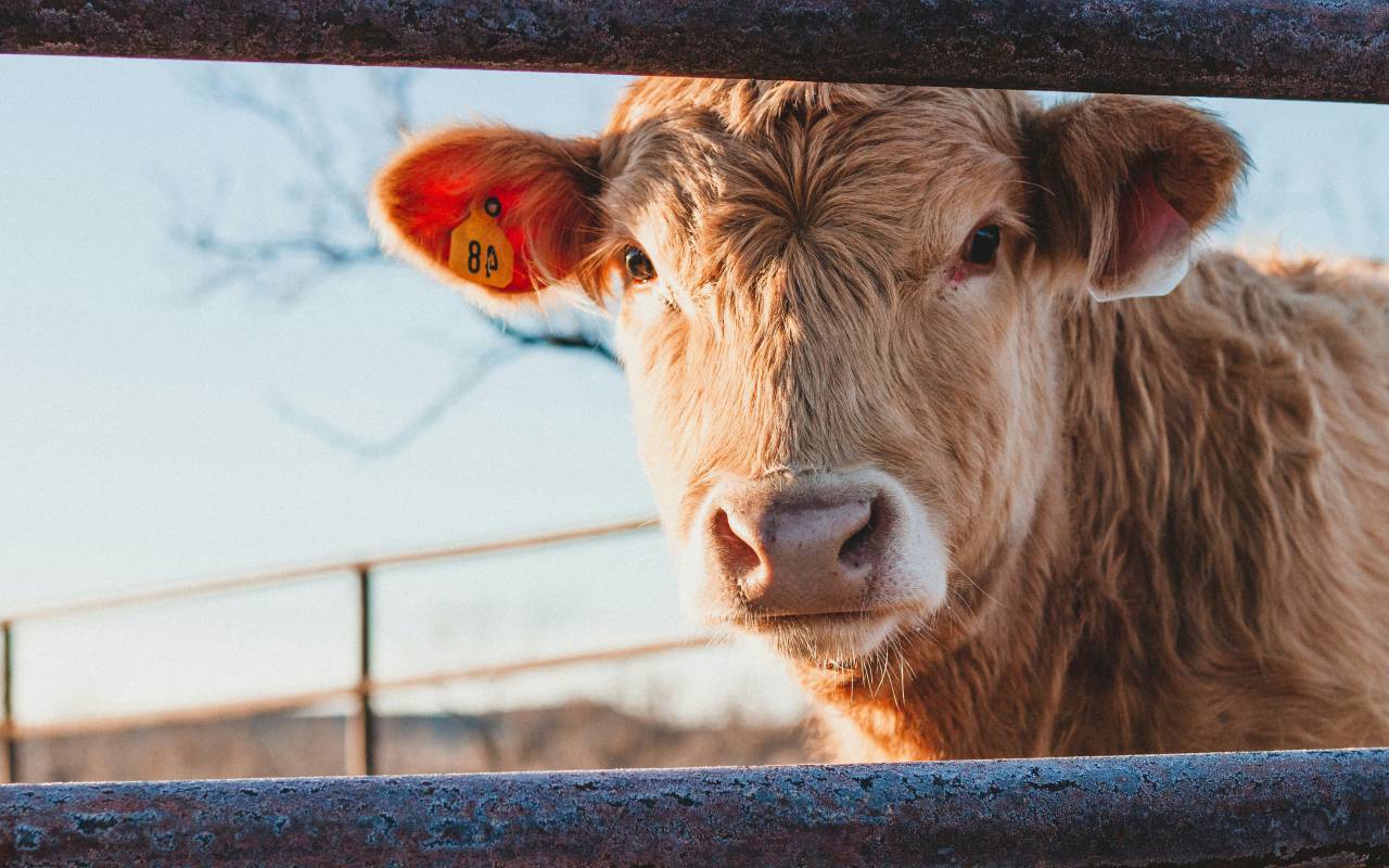 Cows, Field, Livestock, Agriculture, Rural, Farm, Pasture, Landscape, Nature, Countryside, Meadow, Animals, Domestic, Greenery, Herd, Mammals, Outdoors, Agriculture Industry, Peaceful, Scenic, Tranquil, Beautiful, Serene, Natural, Farming, Animal Husbandry, Rural Life, Idyllic, Pastoral, hereford, 