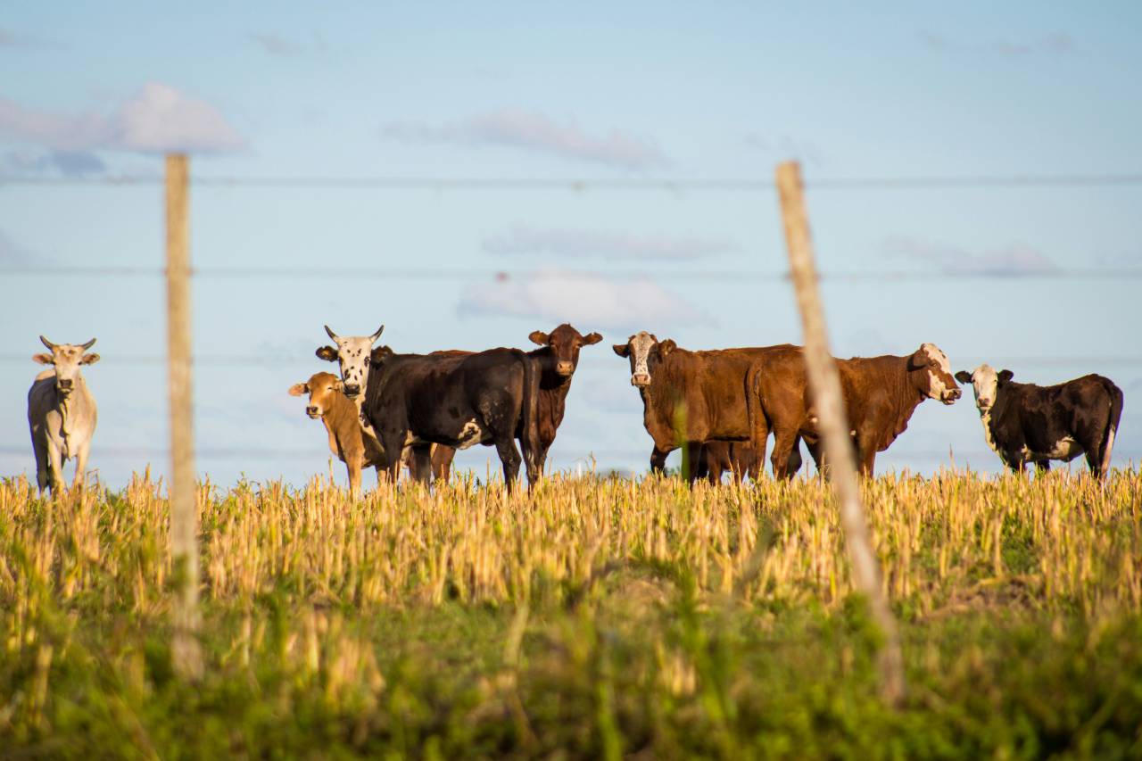 Vacas, Campo, Agricultura, Rural, Granja, Pasto, Paisaje, Naturaleza, Prado, Animales, Nacionales, Verdor, Manada, Mamíferos, Al aire libre, Industria agrícola, Pacífico, Escénico, Tranquilo, Hermosa, Sereno, Natural, Agricultura , Ganadería, Vida Rural, Idílico, Pastoral, 