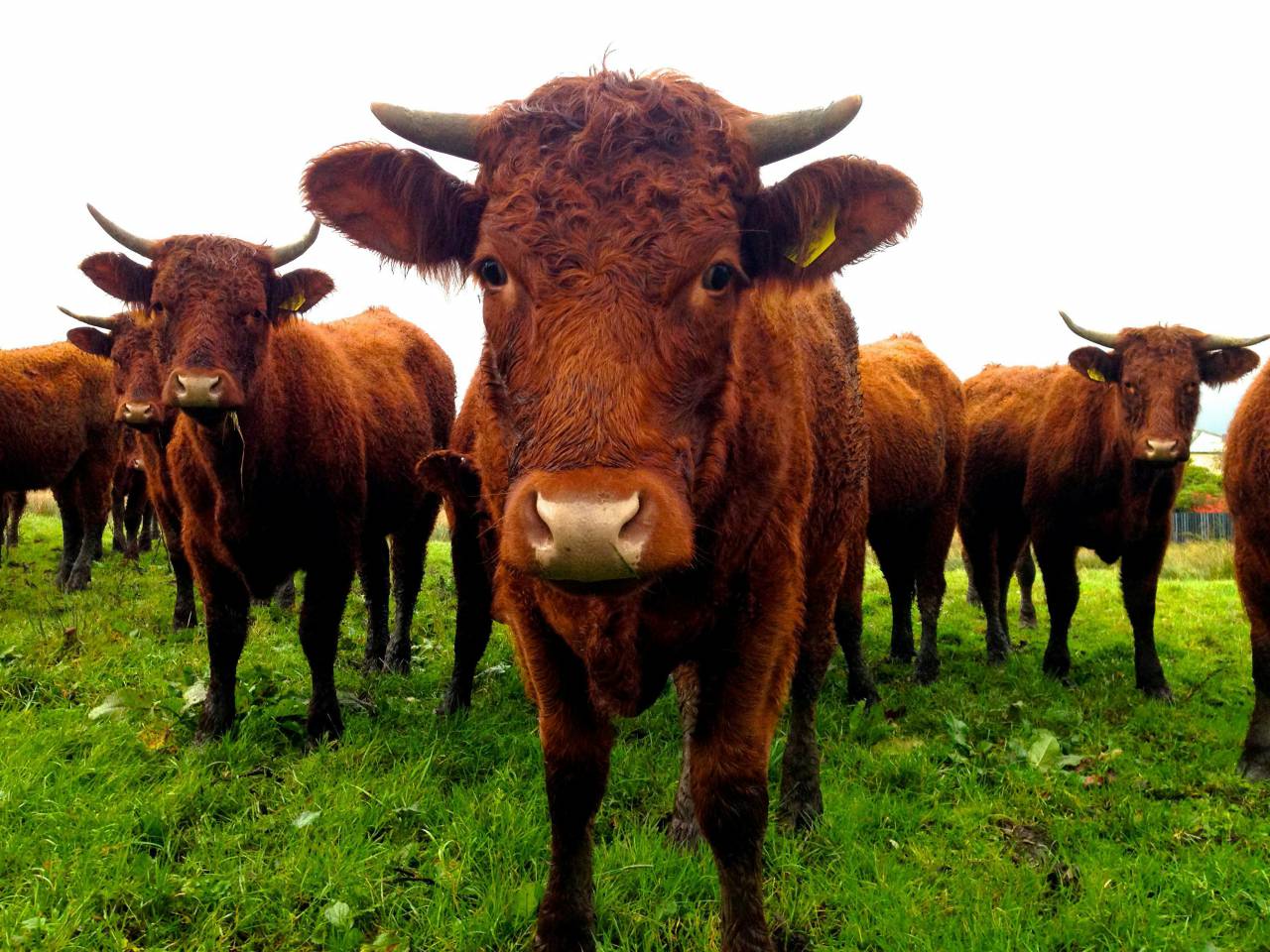 Vacas, Campo, Agricultura, Rural, Granja, Pasto, Paisaje, Naturaleza, Prado, Animales, Nacionales, Verdor, Manada, Mamíferos, Al aire libre, Industria agrícola, Pacífico, Escénico, Tranquilo, Hermosa, Sereno, Natural, Agricultura , Ganadería, Vida Rural, Idílico, Pastoral, cornudo, cuerno, 