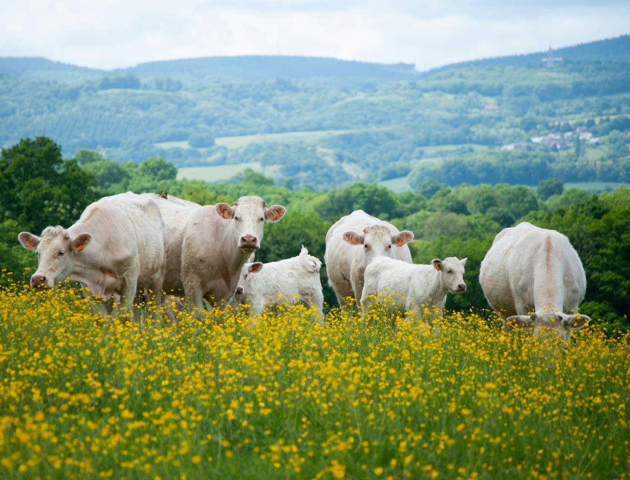 Vacas, Campo, Agricultura, Rural, Granja, Pasto, Paisaje, Naturaleza, Prado, Animales, Nacionales, Verdor, Manada, Mamíferos, Al aire libre, Industria agrícola, Pacífico, Escénico, Tranquilo, Hermosa, Sereno, Natural, Agricultura , Ganadería, Vida Rural, Idílico, Pastoral, blanco, 