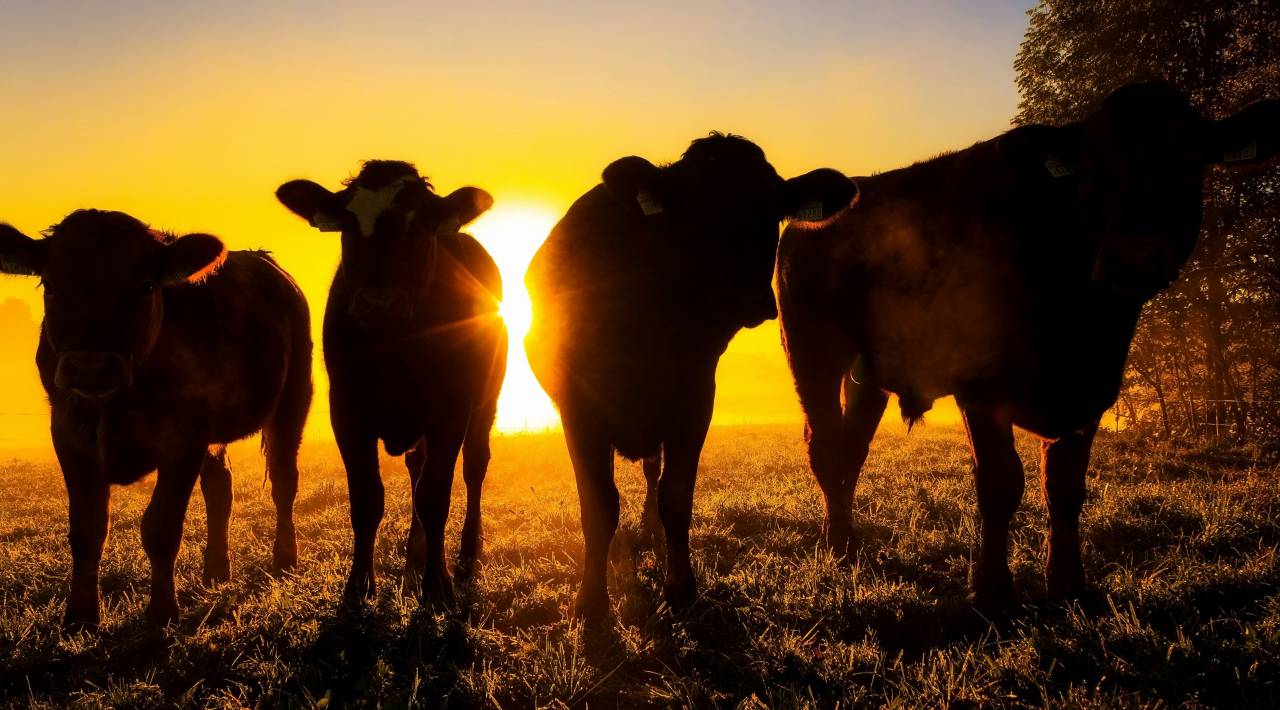 Cows, Field, Livestock, Agriculture, Rural, Farm, Pasture, Landscape, Nature, Countryside, Meadow, Animals, Domestic, Greenery, Herd, Mammals, Outdoors, Agriculture Industry, Peaceful, Scenic, Tranquil, Beautiful, Serene, Natural, Farming, Animal Husbandry, Rural Life, Idyllic, Pastoral, sunset, 