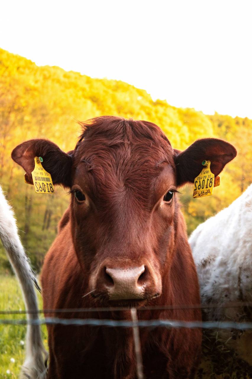 Cows, Field, Livestock, Agriculture, Rural, Farm, Pasture, Landscape, Nature, Countryside, Meadow, Animals, Domestic, Greenery, Herd, Mammals, Outdoors, Agriculture Industry, Peaceful, Scenic, Tranquil, Beautiful, Serene, Natural, Farming, Animal Husbandry, Rural Life, Idyllic, Pastoral, hereford, 
