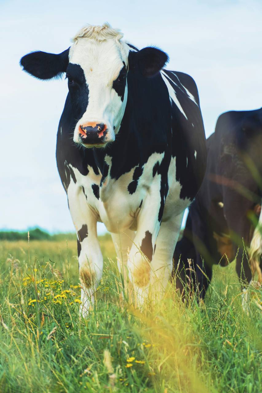 Cows, Field, Livestock, Agriculture, Rural, Farm, Pasture, Landscape, Nature, Countryside, Meadow, Animals, Domestic, Greenery, Herd, Mammals, Outdoors, Agriculture Industry, Peaceful, Scenic, Tranquil, Beautiful, Serene, Natural, Farming, Animal Husbandry, Rural Life, Idyllic, Pastoral, dairy cow breeds, dairy cow, 