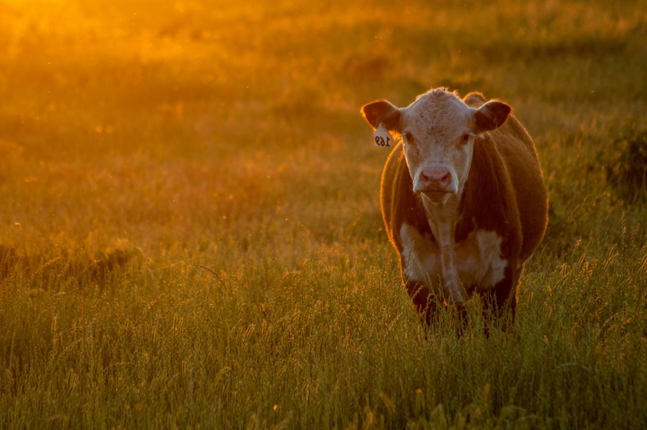 Cows, Field, Livestock, Agriculture, Rural, Farm, Pasture, Landscape, Nature, Countryside, Meadow, Animals, Domestic, Greenery, Herd, Mammals, Outdoors, Agriculture Industry, Peaceful, Scenic, Tranquil, Beautiful, Serene, Natural, Farming, Animal Husbandry, Rural Life, Idyllic, Pastoral, sunset, 