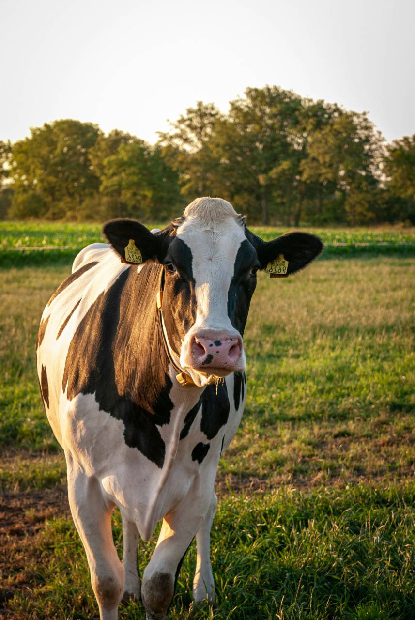 Vacas, Campo, Agricultura, Rural, Granja, Pasto, Paisaje, Naturaleza, Prado, Animales, Nacionales, Verdor, Manada, Mamíferos, Al aire libre, Industria agrícola, Pacífico, Escénico, Tranquilo, Hermosa, Sereno, Natural, Agricultura , Ganadería, Vida Rural, Idílico, Pastoral, lechera de vaca, 