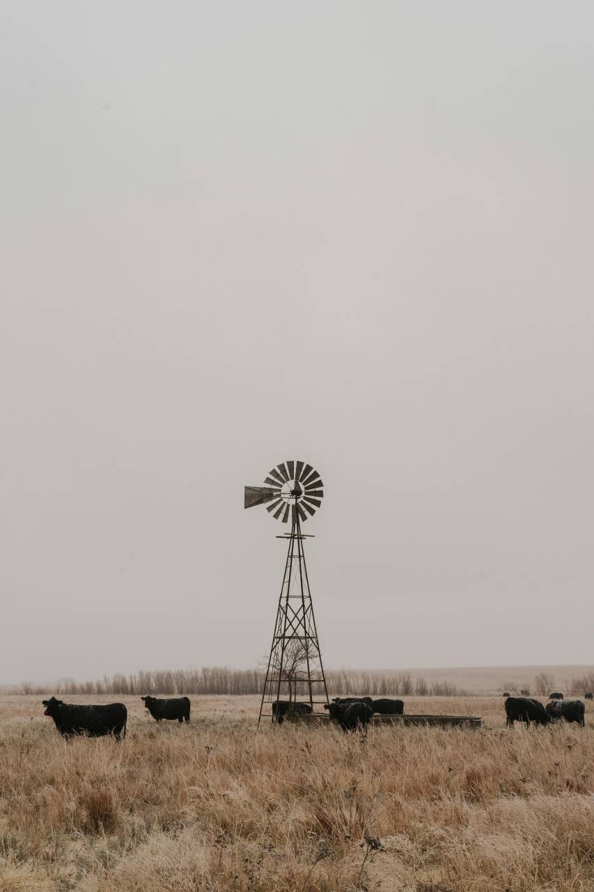 Cows, Field, Livestock, Agriculture, Rural, Farm, Pasture, Landscape, Nature, Countryside, Meadow, Animals, Domestic, Greenery, Herd, Mammals, Outdoors, Agriculture Industry, Peaceful, Scenic, Tranquil, Beautiful, Serene, Natural, Farming, Animal Husbandry, Rural Life, Idyllic, Pastoral, windmill, 