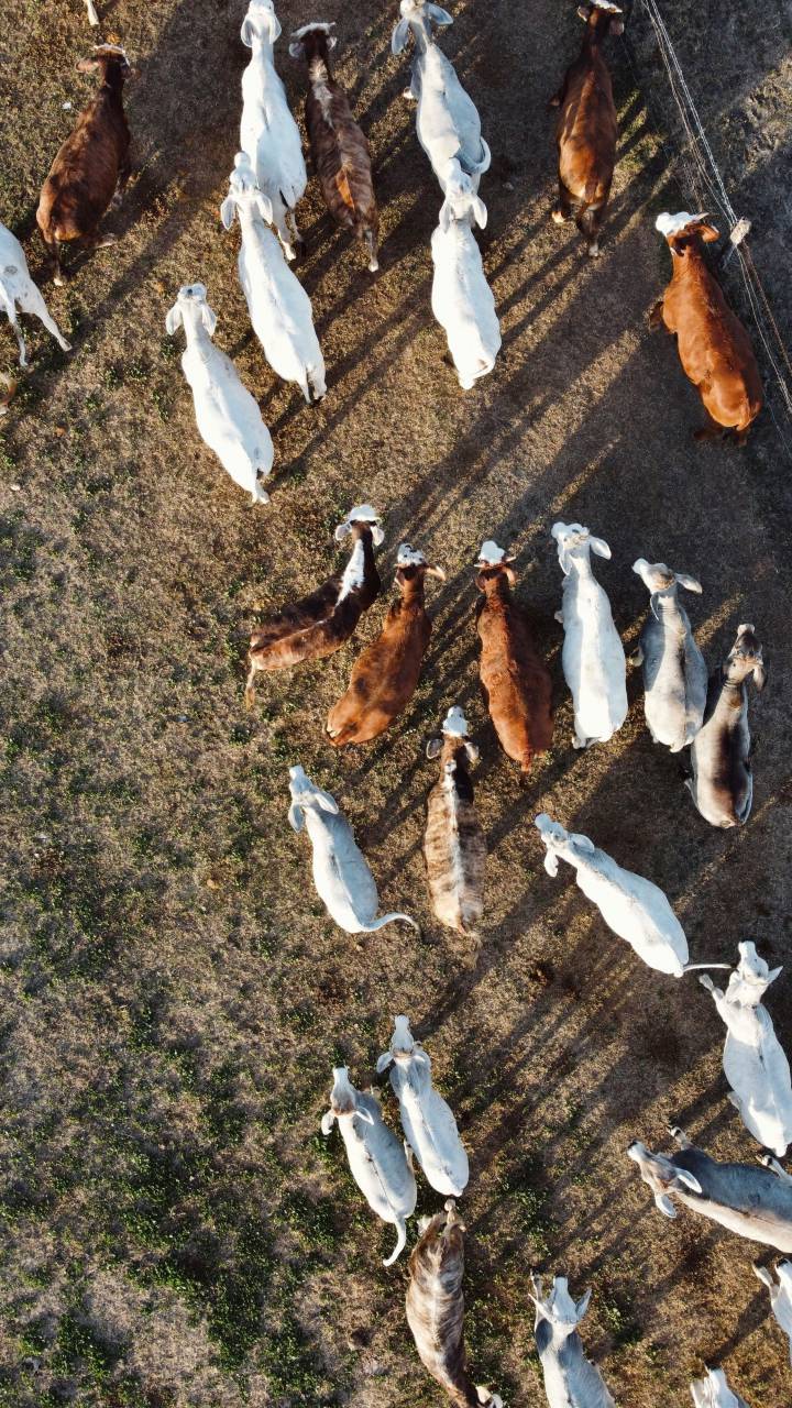 Cows, Field, Livestock, Agriculture, Rural, Farm, Pasture, Landscape, Nature, Countryside, Meadow, Animals, Domestic, Greenery, Herd, Mammals, Outdoors, Agriculture Industry, Peaceful, Scenic, Tranquil, Beautiful, Serene, Natural, Farming, Animal Husbandry, Rural Life, Idyllic, Pastoral, aerial view, drone pov, 