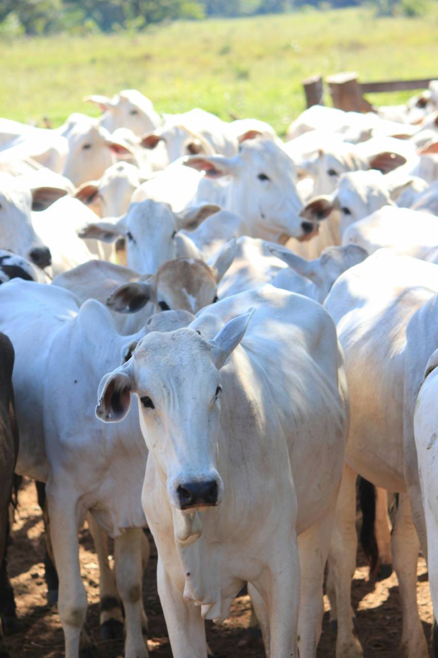 Vacas, Campo, Agricultura, Rural, Granja, Pasto, Paisaje, Naturaleza, Prado, Animales, Nacionales, Verdor, Manada, Mamíferos, Al aire libre, Industria agrícola, Pacífico, Escénico, Tranquilo, Hermosa, Sereno, Natural, Agricultura , Ganadería, Vida Rural, Idílico, Pastoral, blanco, 