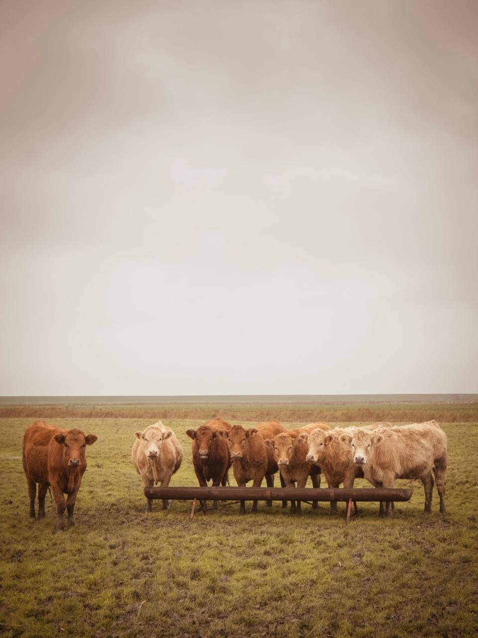 Vacas, Campo, Agricultura, Rural, Granja, Pasto, Paisaje, Naturaleza, Prado, Animales, Nacionales, Verdor, Manada, Mamíferos, Al aire libre, Industria agrícola, Pacífico, Escénico, Tranquilo, Hermosa, Sereno, Natural, Agricultura , Ganadería, Vida Rural, Idílico, Pastoral, valle, 
