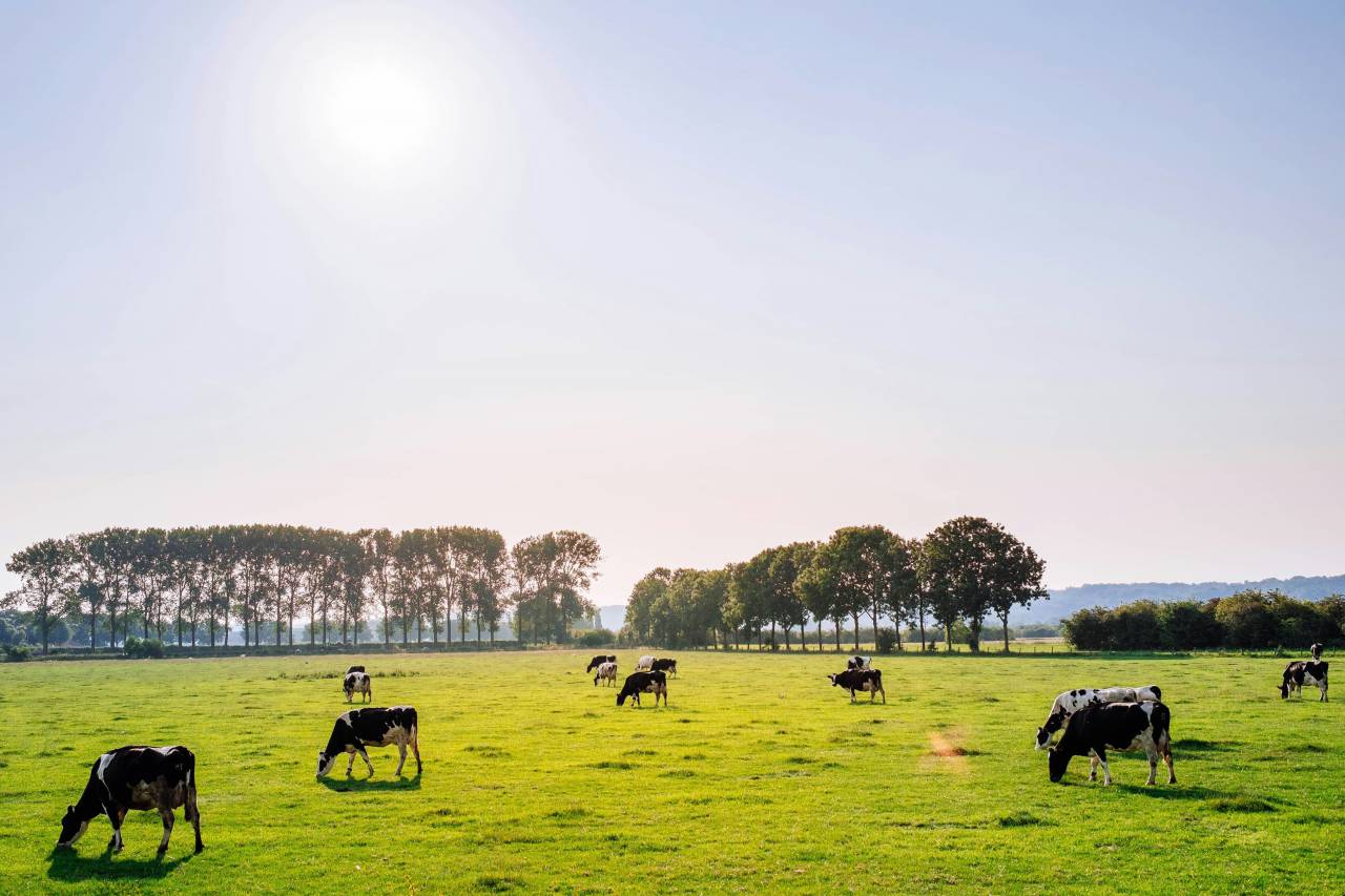 Vacas, Campo, Agricultura, Rural, Granja, Pasto, Paisaje, Naturaleza, Prado, Animales, Nacionales, Verdor, Manada, Mamíferos, Al aire libre, Industria agrícola, Pacífico, Escénico, Tranquilo, Hermosa, Sereno, Natural, Agricultura , Ganadería, Vida Rural, Idílico, Pastoral, valle, 
