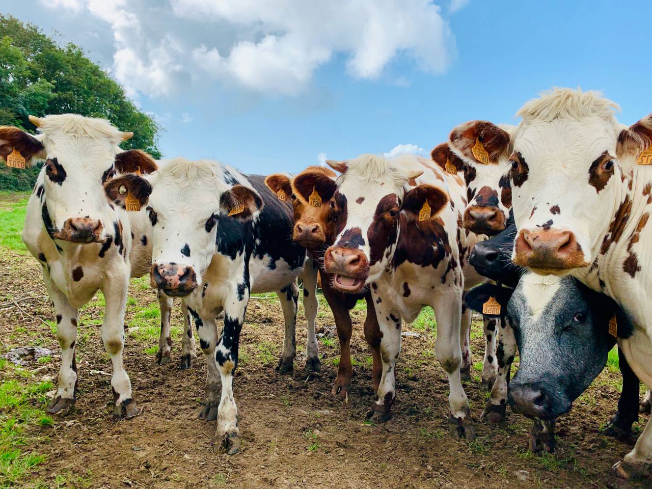 Cows, Field, Livestock, Agriculture, Rural, Farm, Pasture, Landscape, Nature, Countryside, Meadow, Animals, Domestic, Greenery, Herd, Mammals, Outdoors, Agriculture Industry, Peaceful, Scenic, Tranquil, Beautiful, Serene, Natural, Farming, Animal Husbandry, Rural Life, Idyllic, Pastoral, milk cow, 