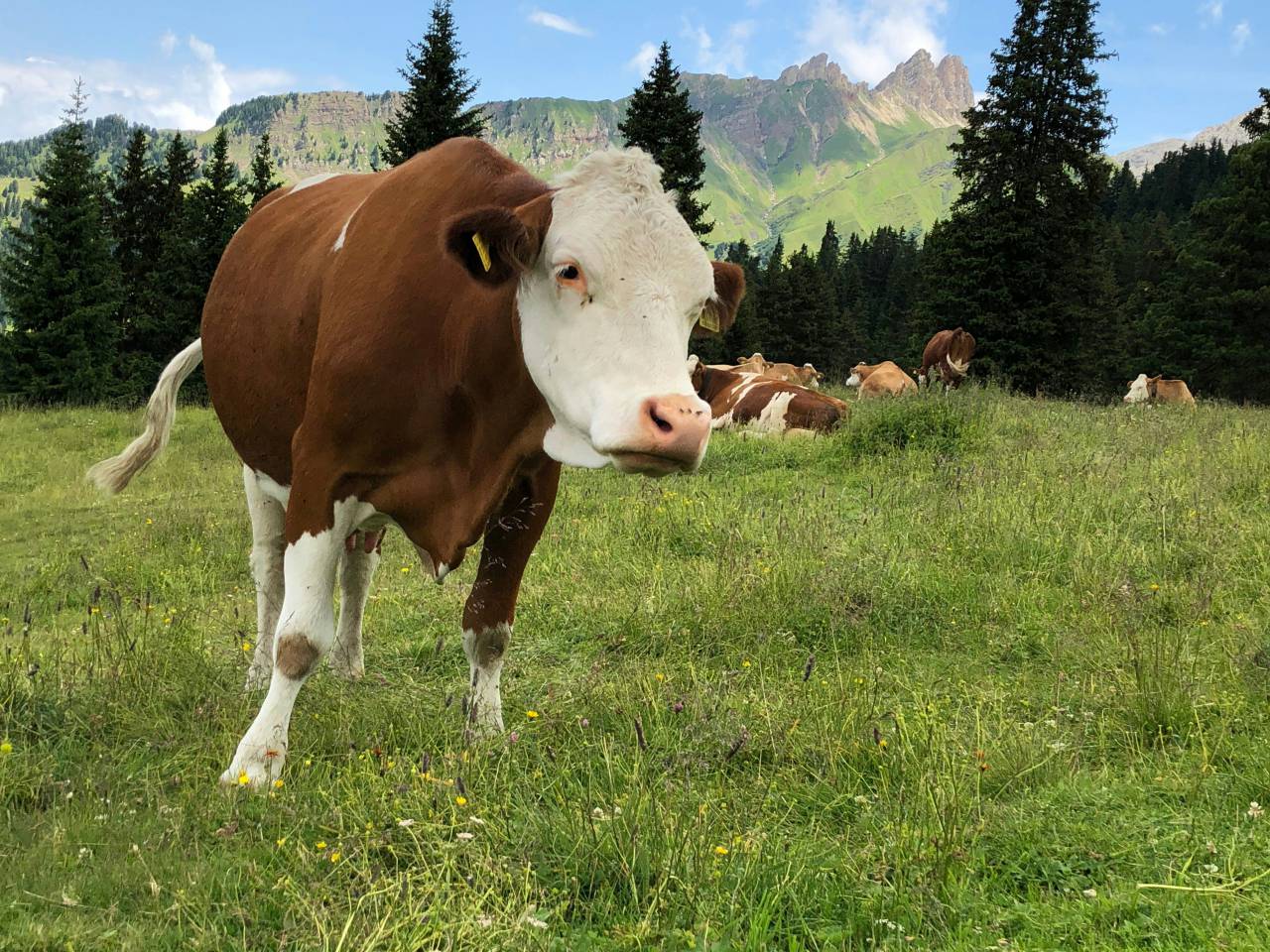 Vacas, Campo, Agricultura, Rural, Granja, Pasto, Paisaje, Naturaleza, Prado, Animales, Nacionales, Verdor, Manada, Mamíferos, Al aire libre, Industria agrícola, Pacífico, Escénico, Tranquilo, Hermosa, Sereno, Natural, Agricultura , Ganadería, Vida Rural, Idílico, Pastoral, 