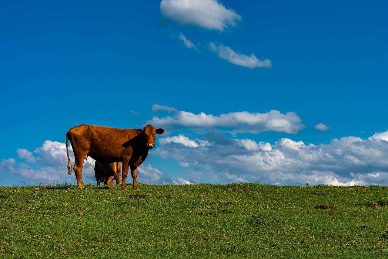 Vacas, Campo, Agricultura, Rural, Granja, Pasto, Paisaje, Naturaleza, Prado, Animales, Nacionales, Verdor, Manada, Mamíferos, Al aire libre, Industria agrícola, Pacífico, Escénico, Tranquilo, Hermosa, Sereno, Natural, Agricultura , Ganadería, Vida Rural, Idílica, Pastoral, cielo azul, 