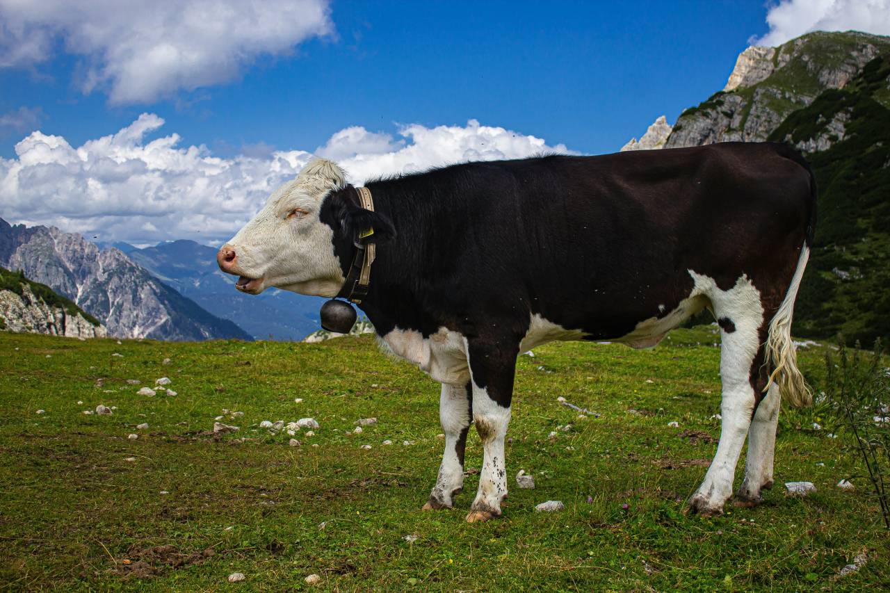Cows, Field, Livestock, Agriculture, Rural, Farm, Pasture, Landscape, Nature, Countryside, Meadow, Animals, Domestic, Greenery, Herd, Mammals, Outdoors, Agriculture Industry, Peaceful, Scenic, Tranquil, Beautiful, Serene, Natural, Farming, Animal Husbandry, Rural Life, Idyllic, Pastoral, bell, 