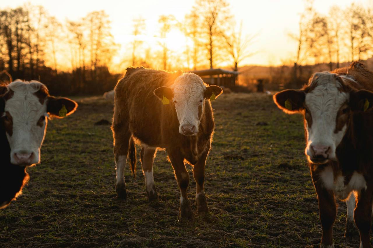 Cows, Field, Livestock, Agriculture, Rural, Farm, Pasture, Landscape, Nature, Countryside, Meadow, Animals, Domestic, Greenery, Herd, Mammals, Outdoors, Agriculture Industry, Peaceful, Scenic, Tranquil, Beautiful, Serene, Natural, Farming, Animal Husbandry, Rural Life, Idyllic, Pastoral, sunset, 