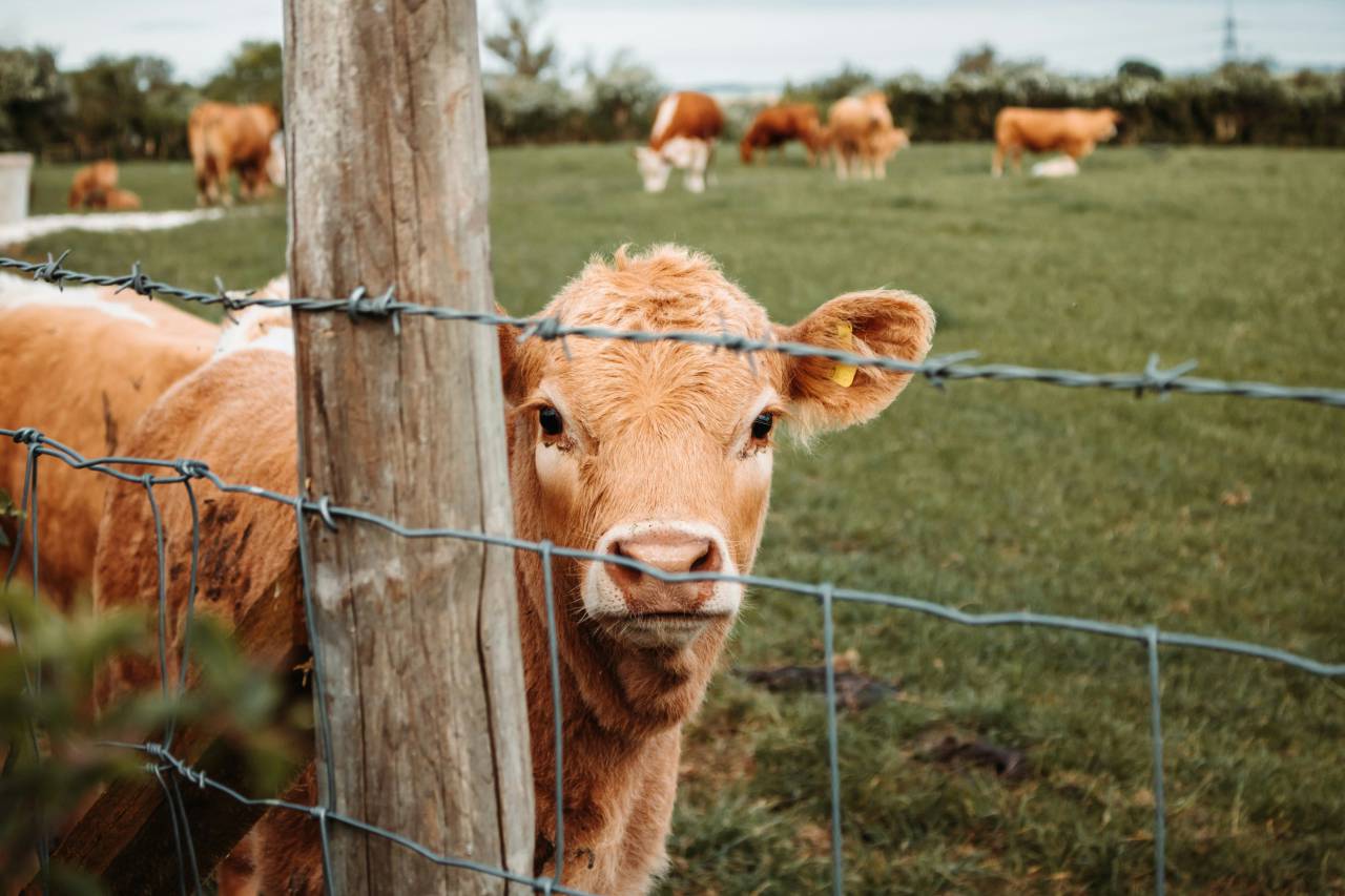 Cows, Field, Livestock, Agriculture, Rural, Farm, Pasture, Landscape, Nature, Countryside, Meadow, Animals, Domestic, Greenery, Herd, Mammals, Outdoors, Agriculture Industry, Peaceful, Scenic, Tranquil, Beautiful, Serene, Natural, Farming, Animal Husbandry, Rural Life, Idyllic, Pastoral, hereford, 