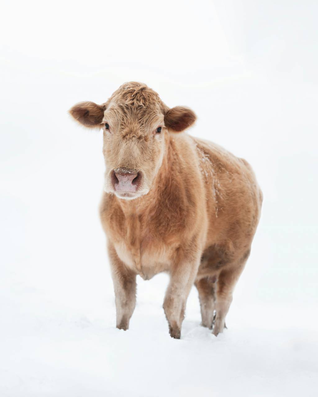 Vacas, Campo, Agricultura, Rural, Granja, Pasto, Paisaje, Naturaleza, Prado, Animales, Nacionales, Verdor, Manada, Mamíferos, Al aire libre, Industria agrícola, Pacífico, Escénico, Tranquilo, Hermosa, Sereno, Natural, Agricultura , Ganadería, Vida Rural, Idílico, Pastoral, nieve, 