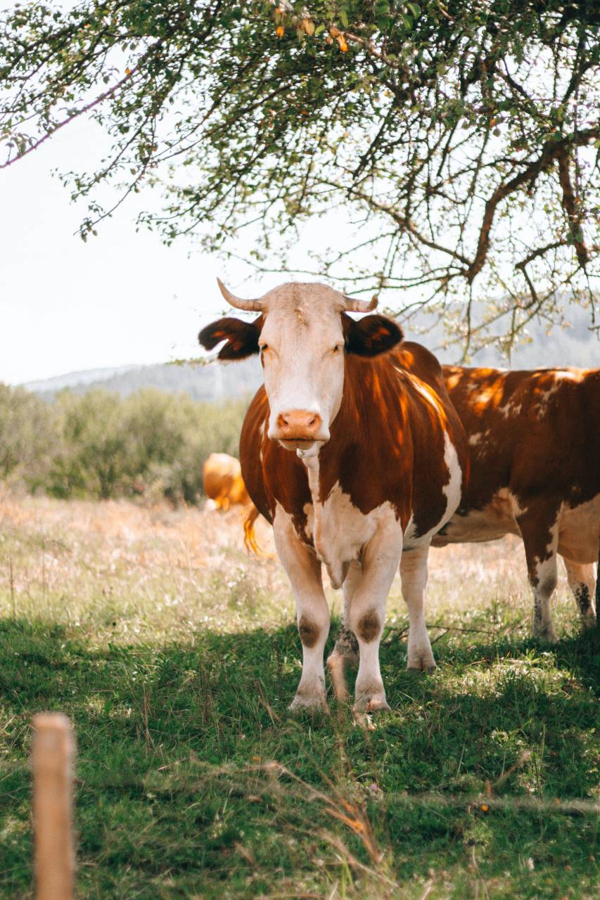 Vacas, Campo, Agricultura, Rural, Granja, Pasto, Paisaje, Naturaleza, Prado, Animales, Nacionales, Verdor, Manada, Mamíferos, Al aire libre, Industria agrícola, Pacífico, Escénico, Tranquilo, Hermosa, Sereno, Natural, Agricultura , Ganadería, Vida Rural, Idílico, Pastoral, 
