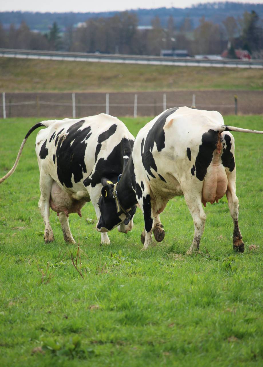 Cows, Field, Livestock, Agriculture, Rural, Farm, Pasture, Landscape, Nature, Countryside, Meadow, Animals, Domestic, Greenery, Herd, Mammals, Outdoors, Agriculture Industry, Peaceful, Scenic, Tranquil, Beautiful, Serene, Natural, Farming, Animal Husbandry, Rural Life, Idyllic, Pastoral, dairy cow breeds, dairy cow, fighting, 