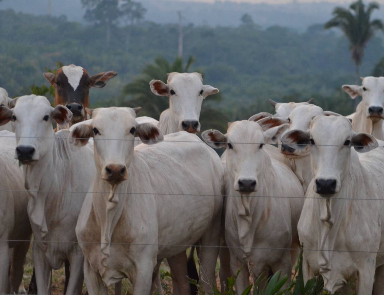 Cows, Field, Livestock, Agriculture, Rural, Farm, Pasture, Landscape, Nature, Countryside, Meadow, Animals, Domestic, Greenery, Herd, Mammals, Outdoors, Agriculture Industry, Peaceful, Scenic, Tranquil, Beautiful, Serene, Natural, Farming, Animal Husbandry, Rural Life, Idyllic, Pastoral, white, 