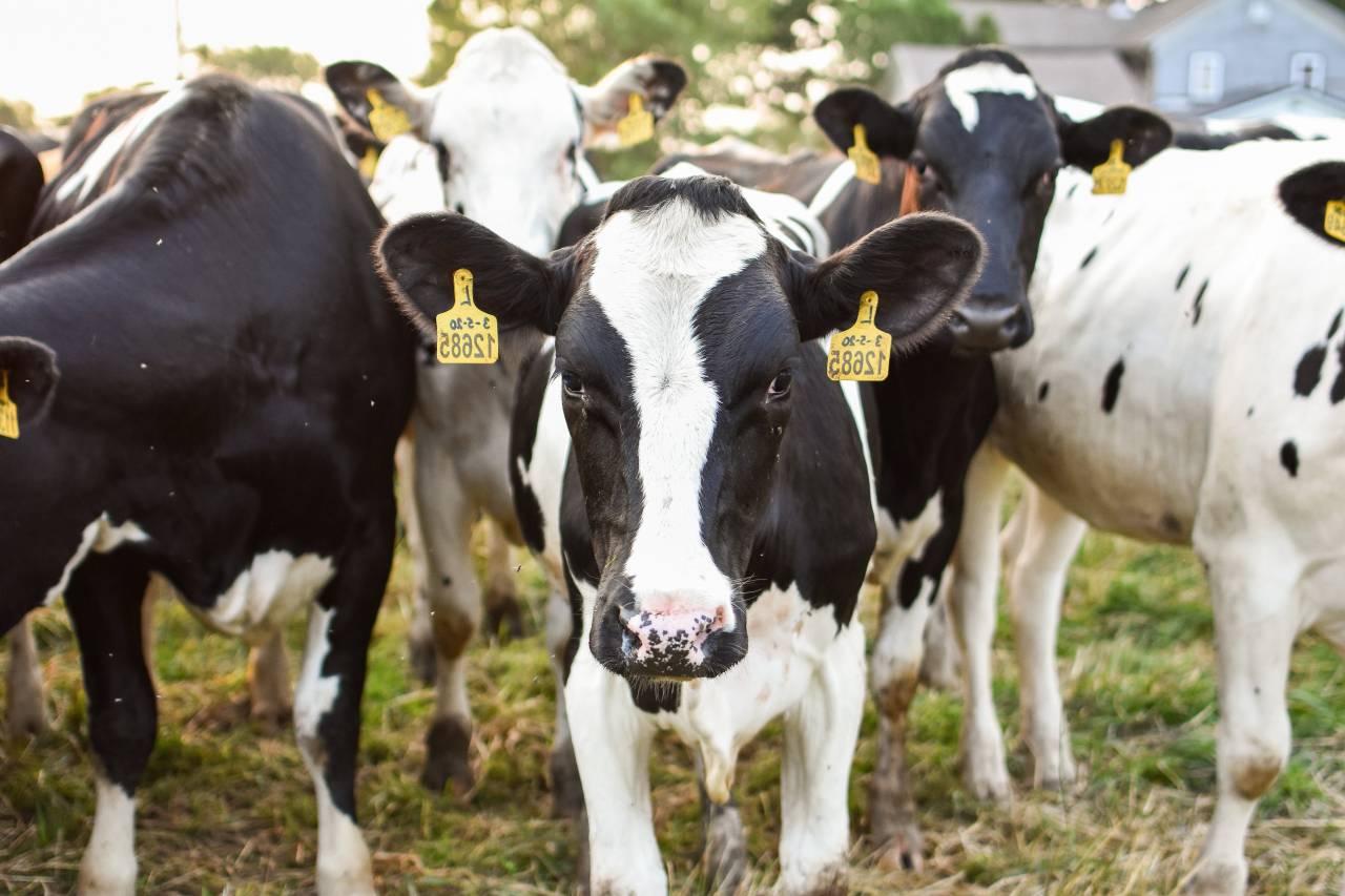 Cows, Field, Livestock, Agriculture, Rural, Farm, Pasture, Landscape, Nature, Countryside, Meadow, Animals, Domestic, Greenery, Herd, Mammals, Outdoors, Agriculture Industry, Peaceful, Scenic, Tranquil, Beautiful, Serene, Natural, Farming, Animal Husbandry, Rural Life, Idyllic, Pastoral, dairy cow breeds, dairy cow, 
