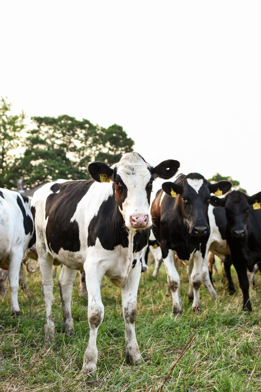 Cows, Field, Livestock, Agriculture, Rural, Farm, Pasture, Landscape, Nature, Countryside, Meadow, Animals, Domestic, Greenery, Herd, Mammals, Outdoors, Agriculture Industry, Peaceful, Scenic, Tranquil, Beautiful, Serene, Natural, Farming, Animal Husbandry, Rural Life, Idyllic, Pastoral, dairy cow breeds, dairy cow, 