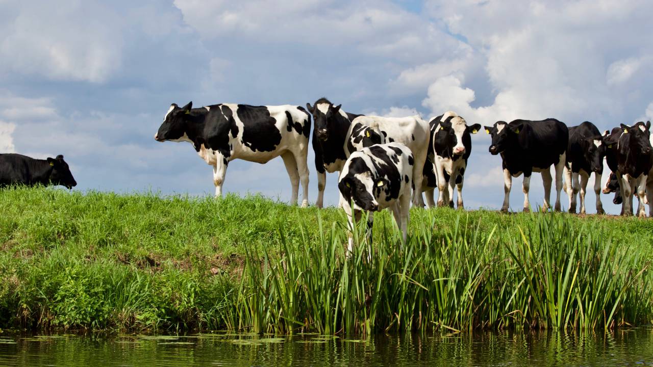Cows, Field, Livestock, Agriculture, Rural, Farm, Pasture, Landscape, Nature, Countryside, Meadow, Animals, Domestic, Greenery, Herd, Mammals, Outdoors, Agriculture Industry, Peaceful, Scenic, Tranquil, Beautiful, Serene, Natural, Farming, Animal Husbandry, Rural Life, Idyllic, Pastoral, milk cow, 