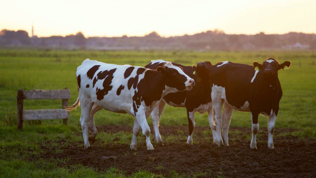 Cows, Field, Livestock, Agriculture, Rural, Farm, Pasture, Landscape, Nature, Countryside, Meadow, Animals, Domestic, Greenery, Herd, Mammals, Outdoors, Agriculture Industry, Peaceful, Scenic, Tranquil, Beautiful, Serene, Natural, Farming, Animal Husbandry, Rural Life, Idyllic, Pastoral, sunset, 