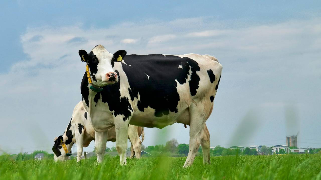 Vacas, Campo, Agricultura, Rural, Granja, Pasto, Paisaje, Naturaleza, Prado, Animales, Nacionales, Verdor, Manada, Mamíferos, Al aire libre, Industria agrícola, Pacífico, Escénico, Tranquilo, Hermosa, Sereno, Natural, Agricultura , Ganadería, Vida Rural, Idílico, Pastoral, lechera de vaca, 
