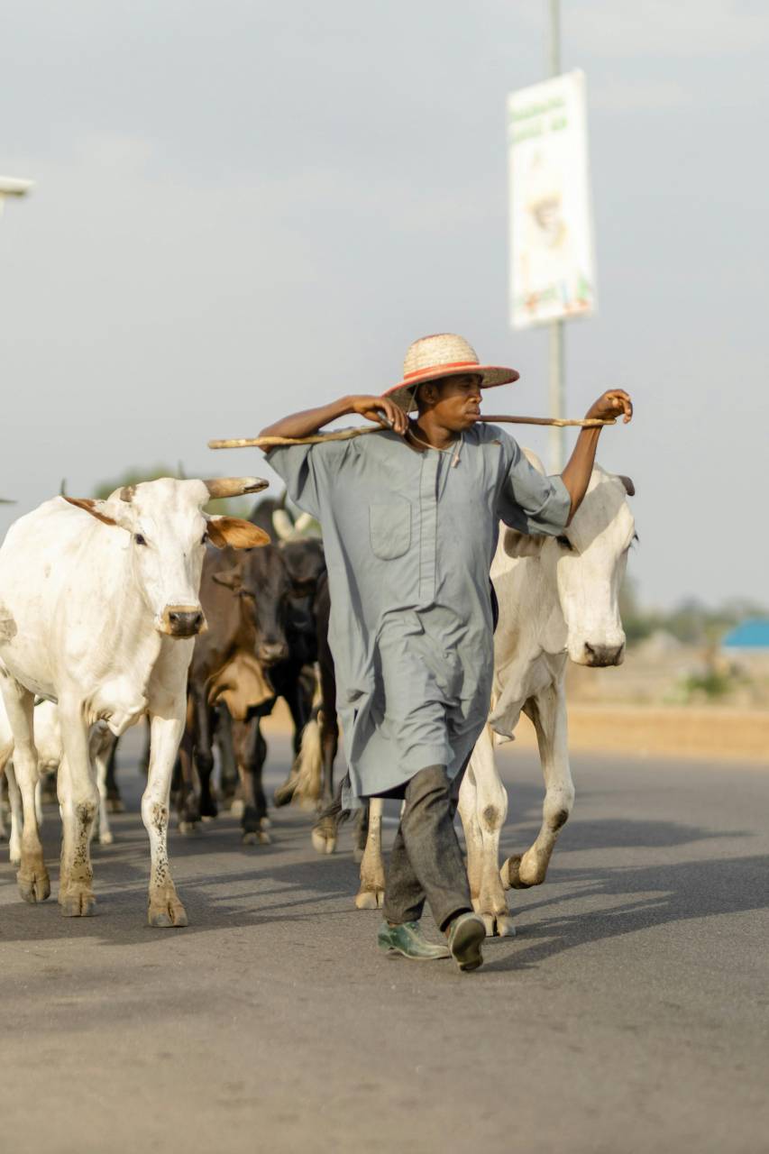Vacas, Campo, Agricultura, Rural, Granja, Pasto, Paisaje, Naturaleza, Prado, Animales, Nacionales, Verdor, Manada, Mamíferos, Al aire libre, Industria agrícola, Pacífico, Escénico, Tranquilo, Hermosa, Sereno, Natural, Agricultura , Ganadería, Vida Rural, Idílica, Pastoral, Kaduna, KD, Nigeria, Pastor, África, 