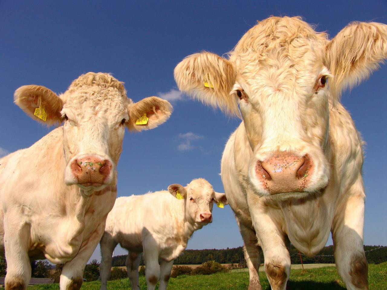Vacas, Campo, Agricultura, Rural, Granja, Pasto, Paisaje, Naturaleza, Prado, Animales, Nacionales, Verdor, Manada, Mamíferos, Al aire libre, Industria agrícola, Pacífico, Escénico, Tranquilo, Hermosa, Sereno, Natural, Agricultura , Ganadería, Vida Rural, Idílica, Pastoral, mirando a cámara, 