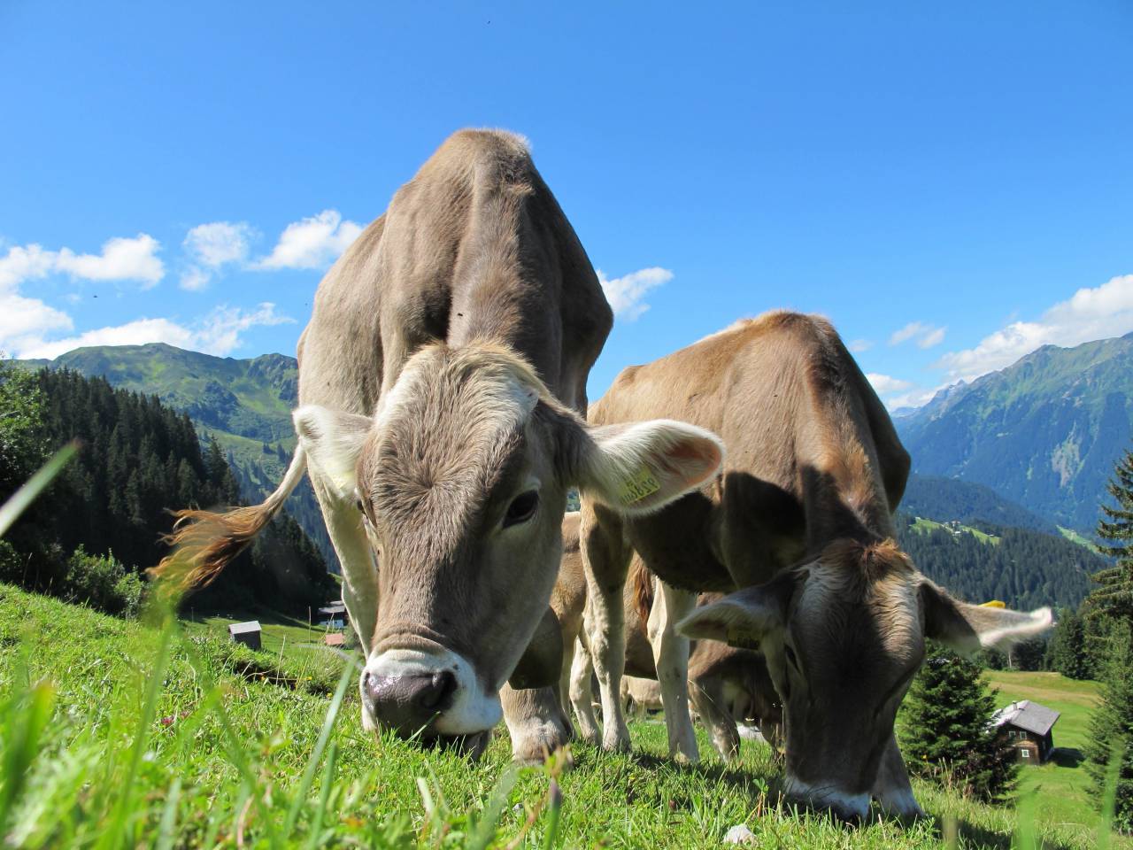 Cows, Field, Livestock, Agriculture, Rural, Farm, Pasture, Landscape, Nature, Countryside, Meadow, Animals, Domestic, Greenery, Herd, Mammals, Outdoors, Agriculture Industry, Peaceful, Scenic, Tranquil, Beautiful, Serene, Natural, Farming, Animal Husbandry, Rural Life, Idyllic, Pastoral, grazing, 