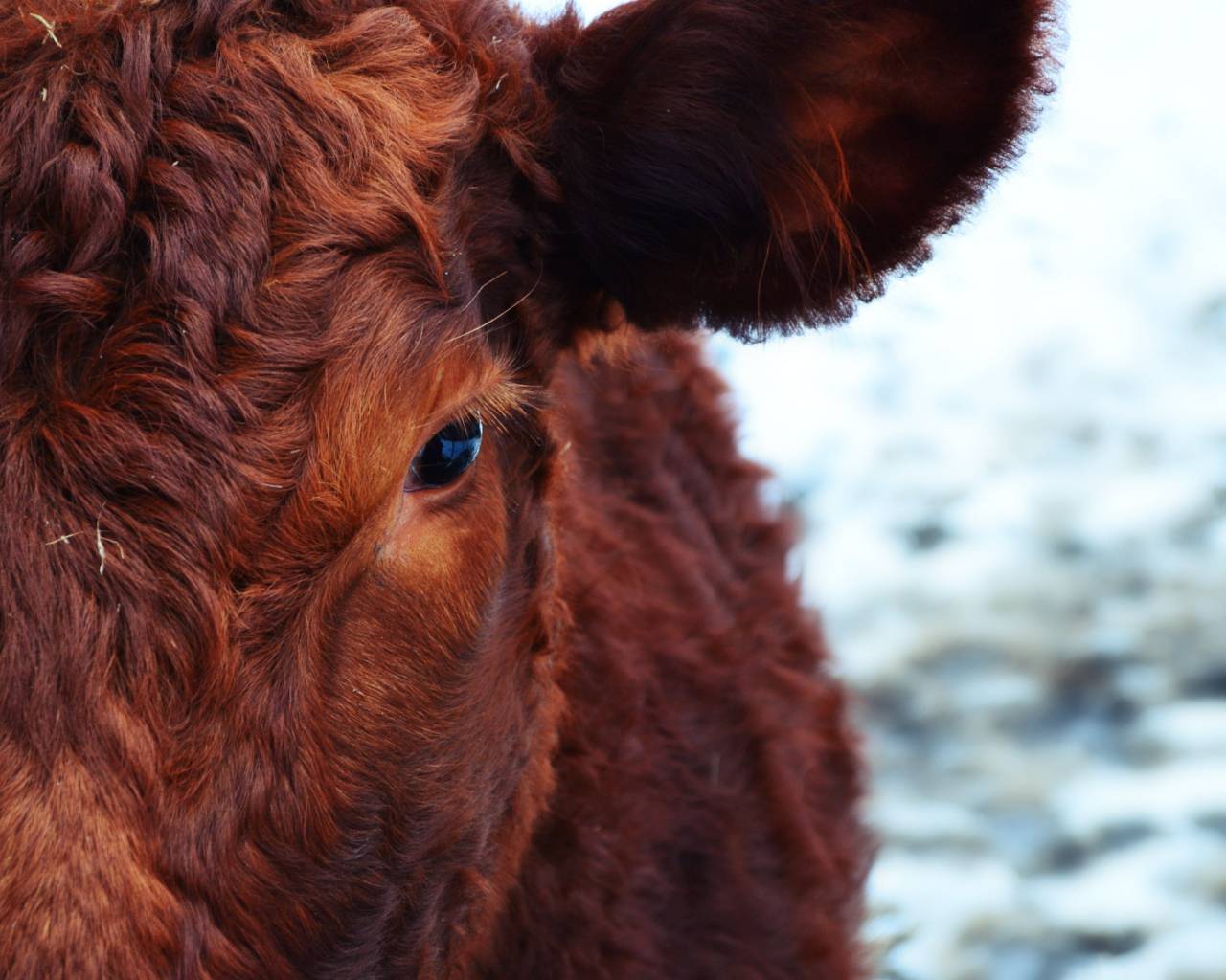 Vacas, Campo, Agricultura, Rural, Granja, Pasto, Paisaje, Naturaleza, Prado, Animales, Nacionales, Verdor, Manada, Mamíferos, Al aire libre, Industria agrícola, Pacífico, Escénico, Tranquilo, Hermosa, Sereno, Natural, Agricultura , Ganadería, Vida Rural, Idílico, Pastoral, aberdeen angus, 