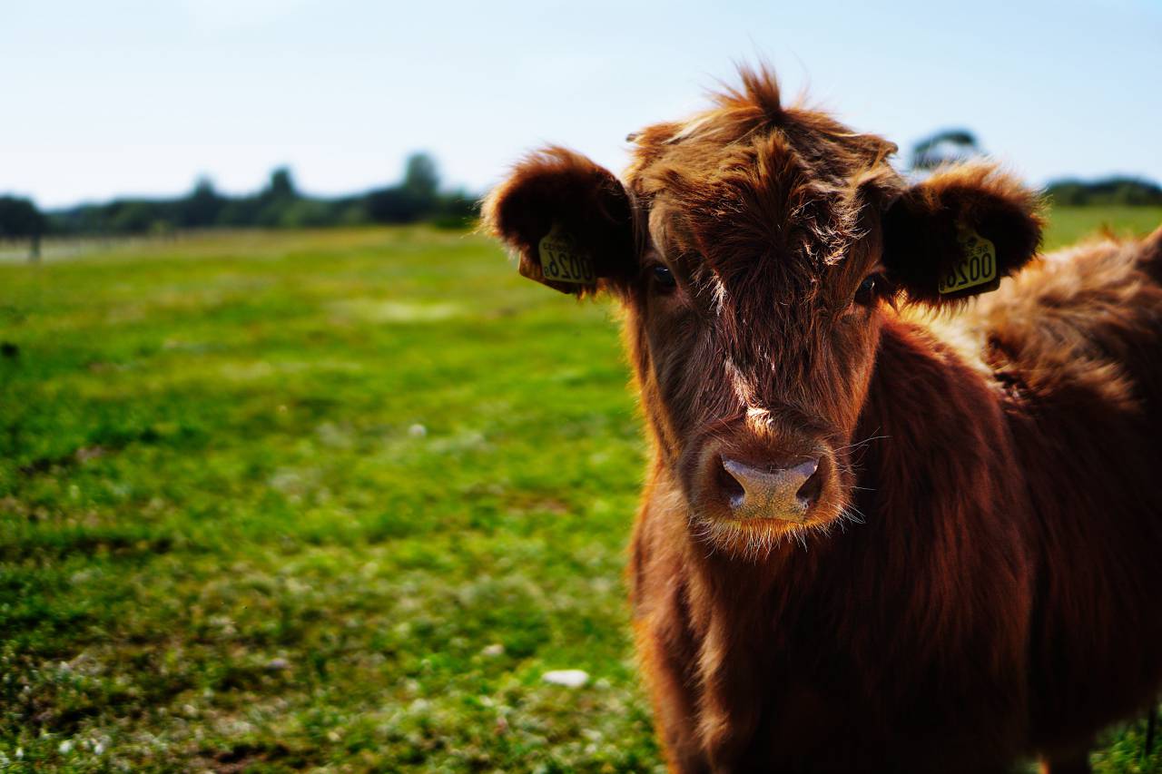 Vacas, Campo, Agricultura, Rural, Granja, Pasto, Paisaje, Naturaleza, Prado, Animales, Nacionales, Verdor, Manada, Mamíferos, Al aire libre, Industria agrícola, Pacífico, Escénico, Tranquilo, Hermosa, Sereno, Natural, Agricultura , Ganadería, Vida Rural, Idílico, Pastoral, aberdeen angus, 