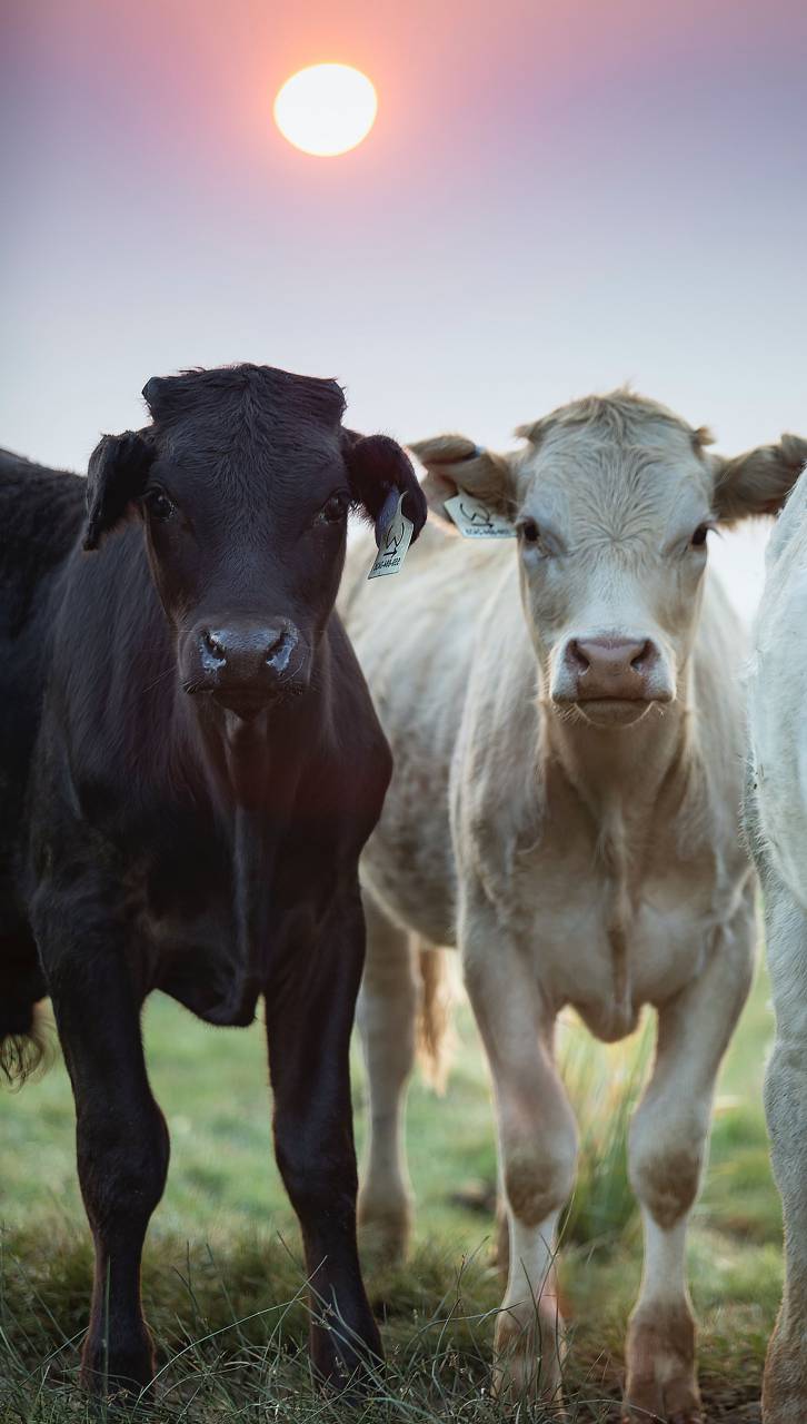 Cows, Field, Livestock, Agriculture, Rural, Farm, Pasture, Landscape, Nature, Countryside, Meadow, Animals, Domestic, Greenery, Herd, Mammals, Outdoors, Agriculture Industry, Peaceful, Scenic, Tranquil, Beautiful, Serene, Natural, Farming, Animal Husbandry, Rural Life, Idyllic, Pastoral, sunset, 