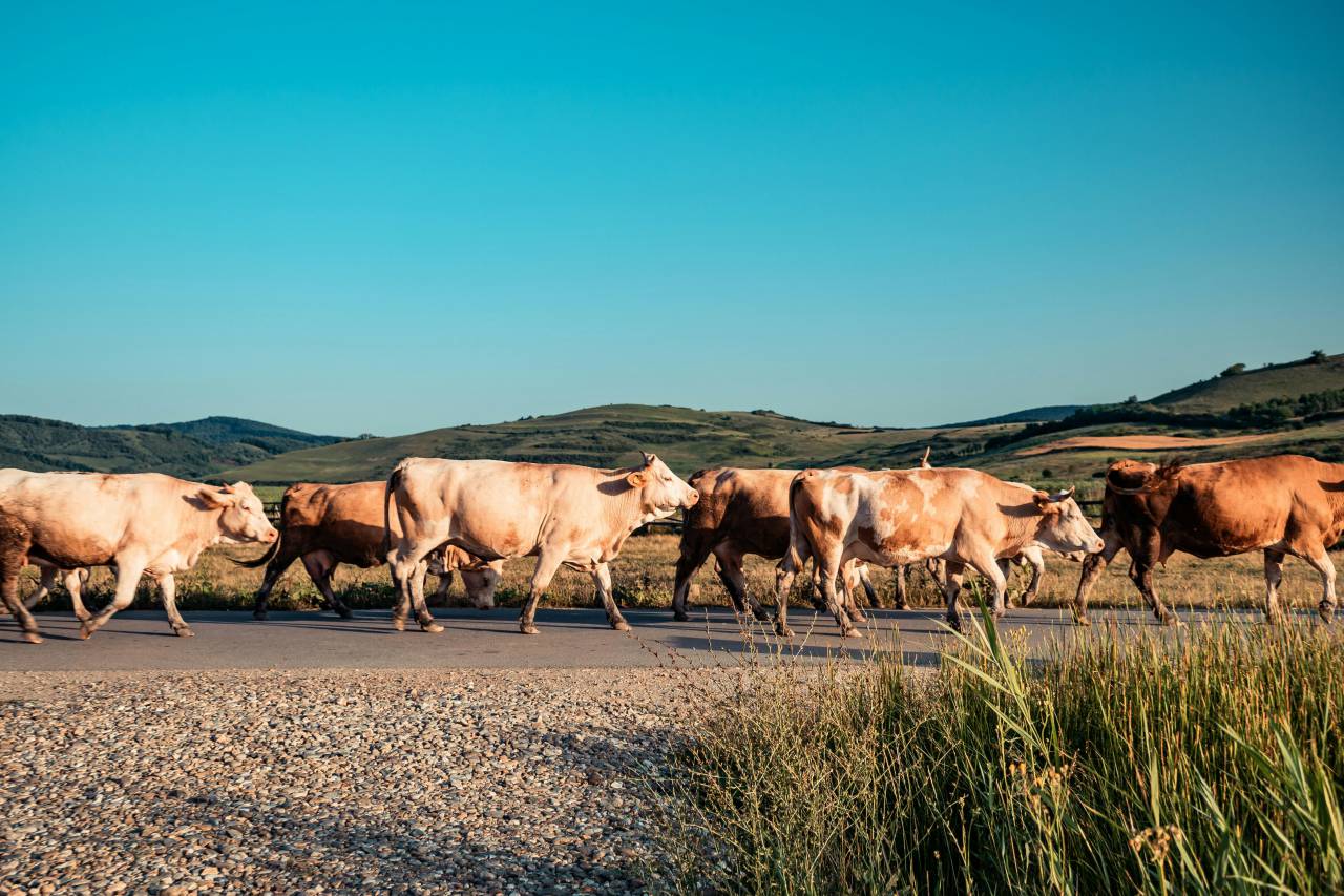 Cows, Field, Livestock, Agriculture, Rural, Farm, Pasture, Landscape, Nature, Countryside, Meadow, Animals, Domestic, Greenery, Herd, Mammals, Outdoors, Agriculture Industry, Peaceful, Scenic, Tranquil, Beautiful, Serene, Natural, Farming, Animal Husbandry, Rural Life, Idyllic, Pastoral, 