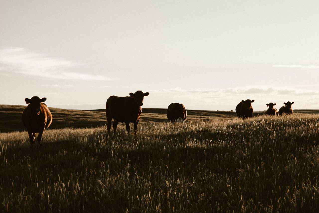 Cows, Field, Livestock, Agriculture, Rural, Farm, Pasture, Landscape, Nature, Countryside, Meadow, Animals, Domestic, Greenery, Herd, Mammals, Outdoors, Agriculture Industry, Peaceful, Scenic, Tranquil, Beautiful, Serene, Natural, Farming, Animal Husbandry, Rural Life, Idyllic, Pastoral, sunset, 