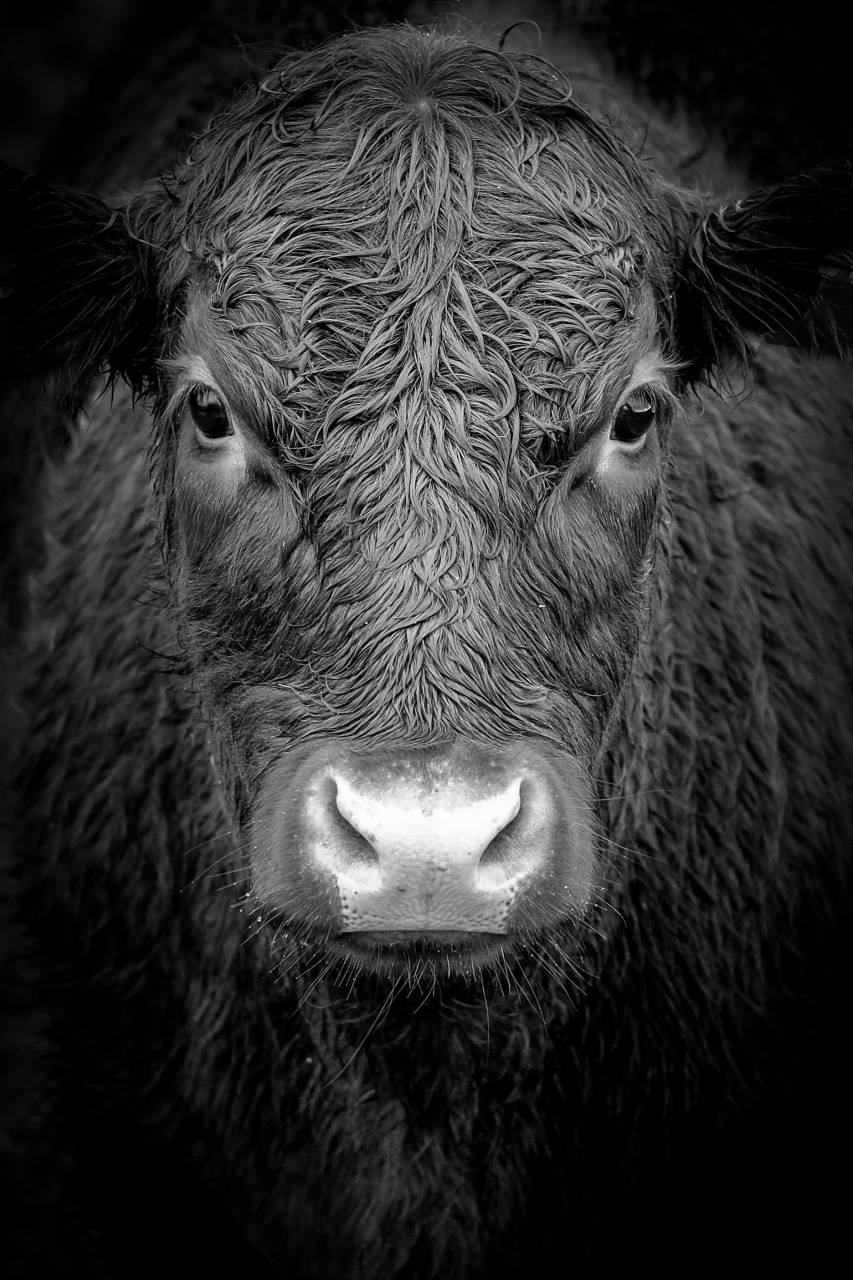 Cows, Field, Livestock, Agriculture, Rural, Farm, Pasture, Landscape, Nature, Countryside, Meadow, Animals, Domestic, Greenery, Herd, Mammals, Outdoors, Agriculture Industry, Peaceful, Scenic, Tranquil, Beautiful, Serene, Natural, Farming, Animal Husbandry, Rural Life, Idyllic, Pastoral, black and white, hereford, 