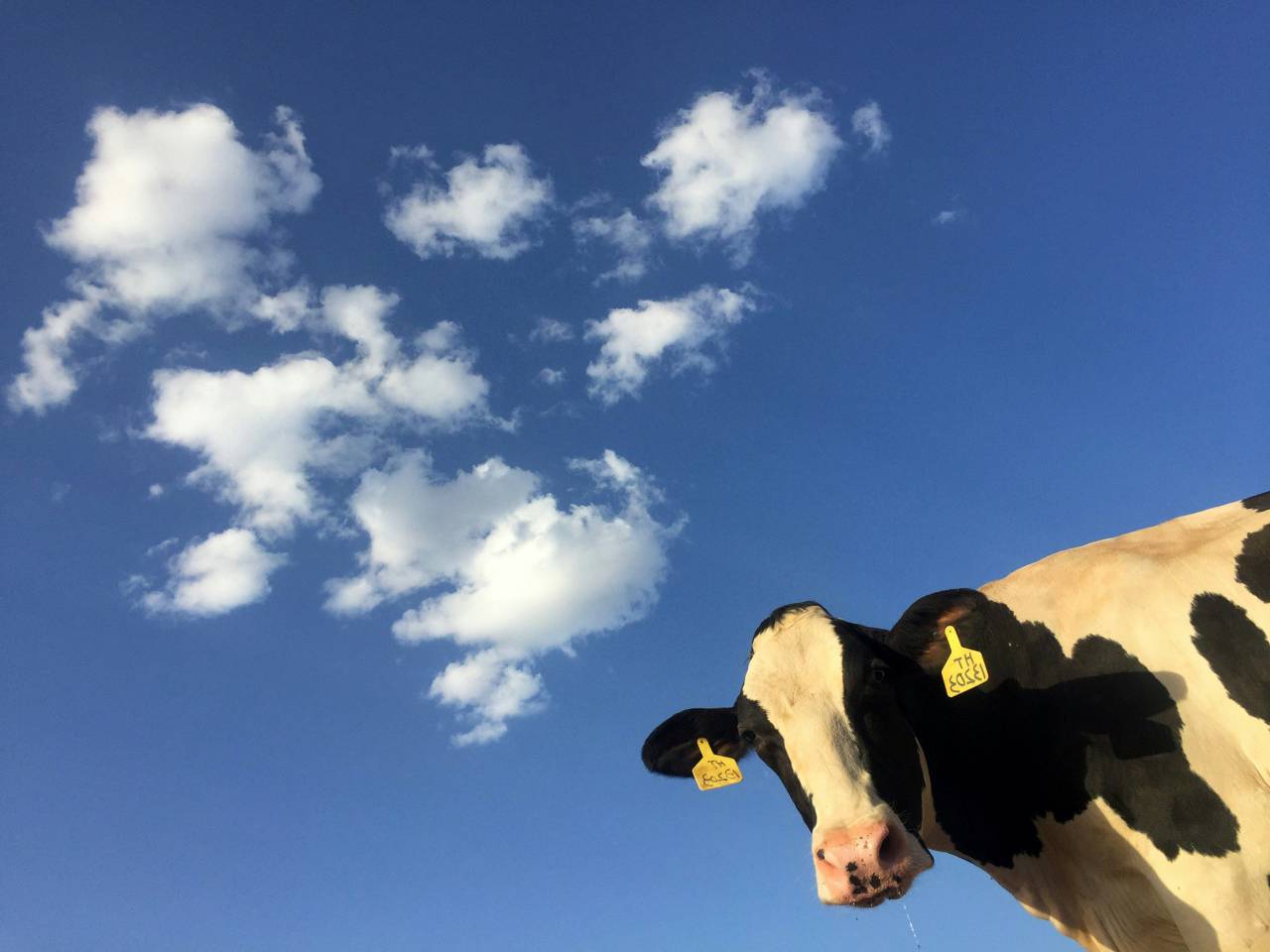 Cows, Field, Livestock, Agriculture, Rural, Farm, Pasture, Landscape, Nature, Countryside, Meadow, Animals, Domestic, Greenery, Herd, Mammals, Outdoors, Agriculture Industry, Peaceful, Scenic, Tranquil, Beautiful, Serene, Natural, Farming, Animal Husbandry, Rural Life, Idyllic, Pastoral, dairy cow breeds, dairy cow, 