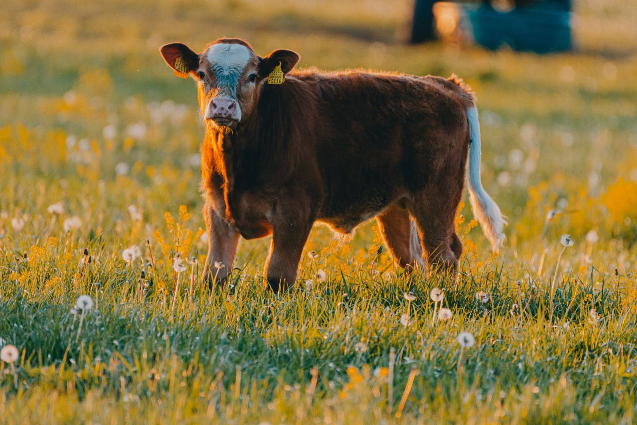 Cows, Field, Livestock, Agriculture, Rural, Farm, Pasture, Landscape, Nature, Countryside, Meadow, Animals, Domestic, Greenery, Herd, Mammals, Outdoors, Agriculture Industry, Peaceful, Scenic, Tranquil, Beautiful, Serene, Natural, Farming, Animal Husbandry, Rural Life, Idyllic, Pastoral, aberdeen angus, 