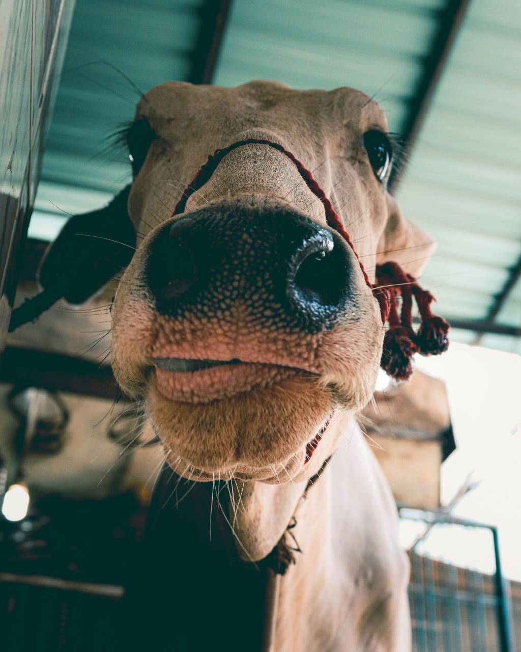 Cows, Field, Livestock, Agriculture, Rural, Farm, Pasture, Landscape, Nature, Countryside, Meadow, Animals, Domestic, Greenery, Herd, Mammals, Outdoors, Agriculture Industry, Peaceful, Scenic, Tranquil, Beautiful, Serene, Natural, Farming, Animal Husbandry, Rural Life, Idyllic, Pastoral, staring at camera, 