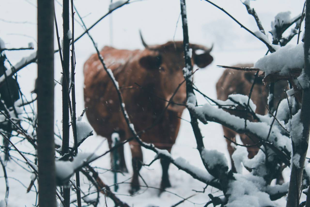 Cows, Field, Livestock, Agriculture, Rural, Farm, Pasture, Landscape, Nature, Countryside, Meadow, Animals, Domestic, Greenery, Herd, Mammals, Outdoors, Agriculture Industry, Peaceful, Scenic, Tranquil, Beautiful, Serene, Natural, Farming, Animal Husbandry, Rural Life, Idyllic, Pastoral, snow, 